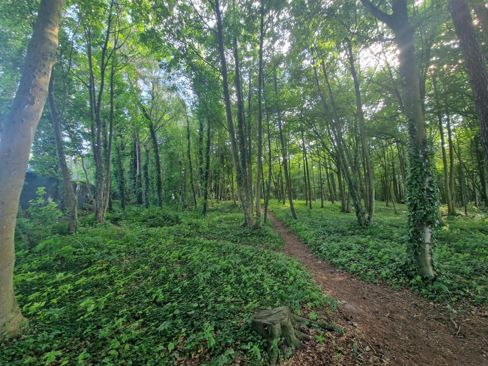 Osrodek Promenada- Domki Jastrzębia Góra エクステリア 写真